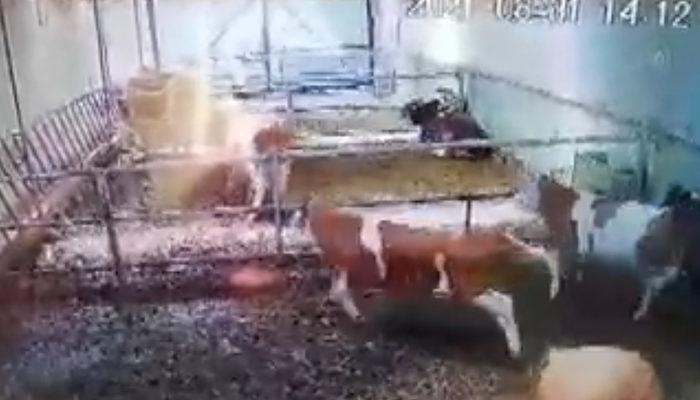 Afyonkarahisar'da hissedilen depremde hayvanların paniği kamerada