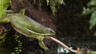 Avustralya'daki kurbağalar yamyamlaştı: En büyük düşmanları kendileri