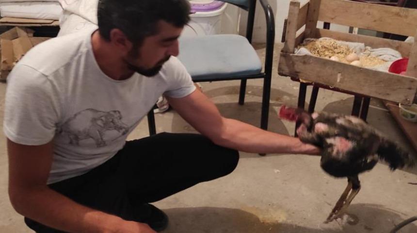 Yemek için horoz aldı, horozun yaptığını gören şaşkına döndü: İnanmayan kümese giriyor