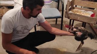 Yemek için horoz aldı, horozun yaptığını gören şaşkına döndü: İnanmayan kümese giriyor