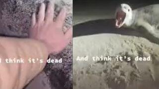 Leopar foku şaşkınlığı! TikTok kullanıcısı hayatının şokunu yaşadı: Öldüğünü düşünmüştüm