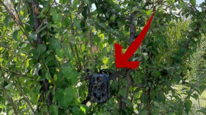 Ağaçların arasına konuldu! Denizli'de hırsızlar fotokapanla yakalanacak 