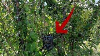 Ağaçların arasına konuldu! Denizli'de hırsızlar fotokapanla yakalanacak 