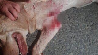 Emekli polis dehşeti! Köpeğe mermi yağdırdı, 10 yaşındaki çocuğu vurdu