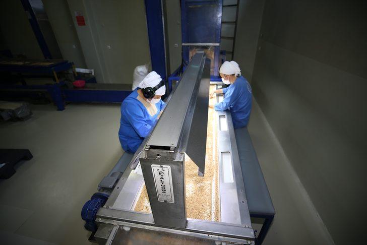 Fındık ihracatçısı yeni sezondan umutlu G2