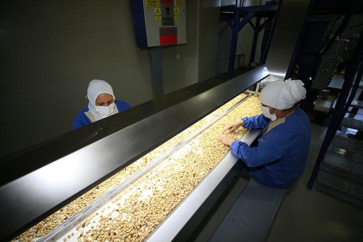 Fındık ihracatçısı yeni sezondan umutlu G3