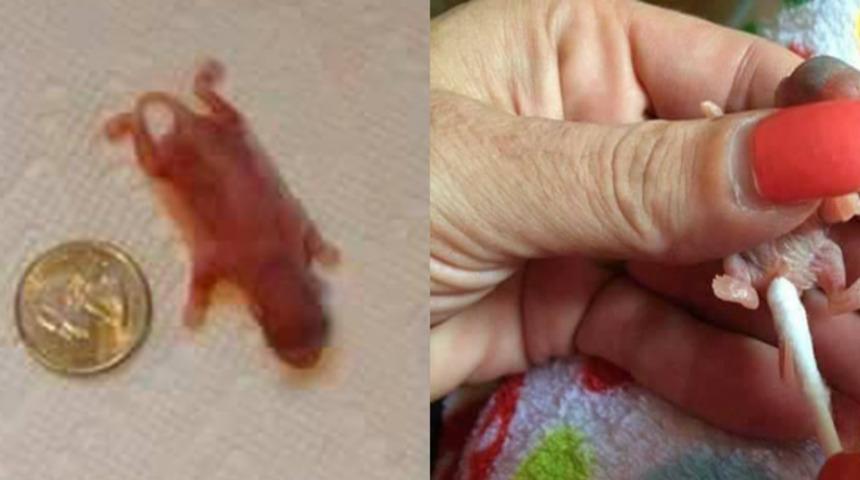 Birka&ccedil; ay &ouml;nce bah&ccedil;emizde bulduğumuz minik yaratığın acayip tatlı d&ouml;n&uuml;ş&uuml;m&uuml;