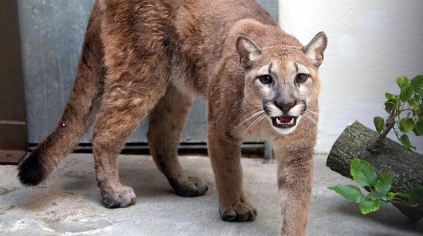 ABD'de şaşkına çeviren olay! Apartman dairesinden puma çıkarıldı