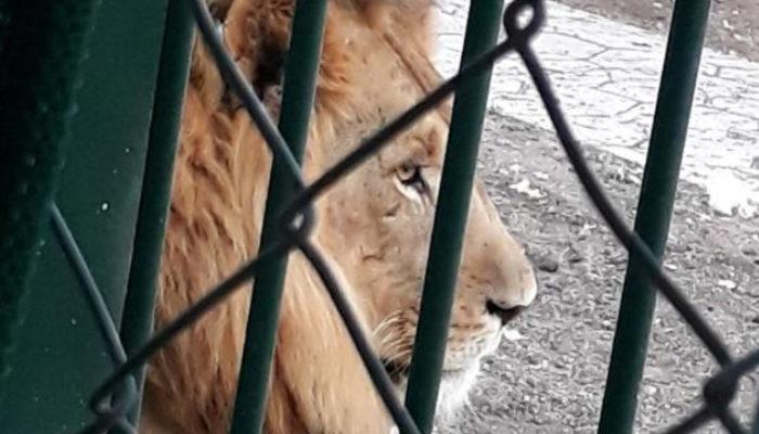 Aslanların kükrediği, maymunun kaçtığı mahallede yeni gelişme! Gazeteye ilan verip, Cumhurbaşkanı'na seslendiler