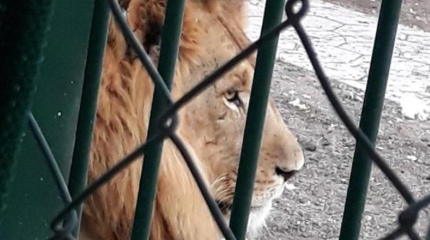 Aslanların kükrediği, maymunun kaçtığı mahallede yeni gelişme! Gazeteye ilan verip, Cumhurbaşkanı'na seslendiler