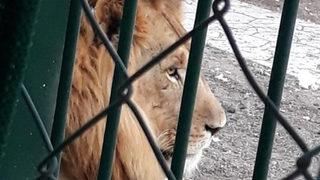 Aslanların kükrediği, maymunun kaçtığı mahallede yeni gelişme! Gazeteye ilan verip, Cumhurbaşkanı'na seslendiler