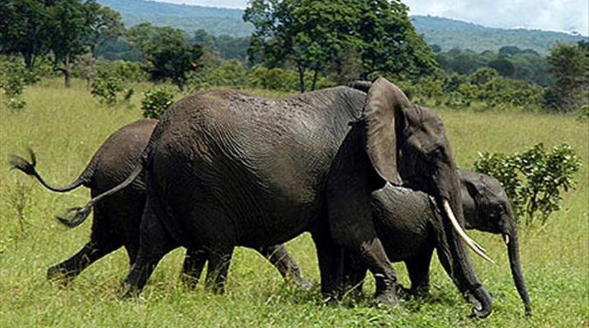 Korkunç olay! Birlikte selfie çekmeye çalıştığı fil tarafından ezildi