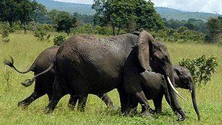 Korkunç olay! Birlikte selfie çekmeye çalıştığı fil tarafından ezildi