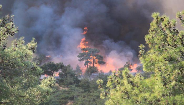 Son Dakika: Çanakkale'de orman yangını