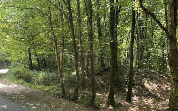 İstanbul'da piknik yasağı uzadı mı? İstanbul'da piknik yasak mı, yasak ne zaman bitecek? G1