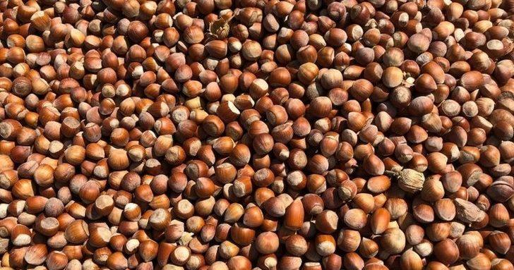 Fındık ücretleri ne zaman ödenecek? TMO fındık alımına başladı mı? G3