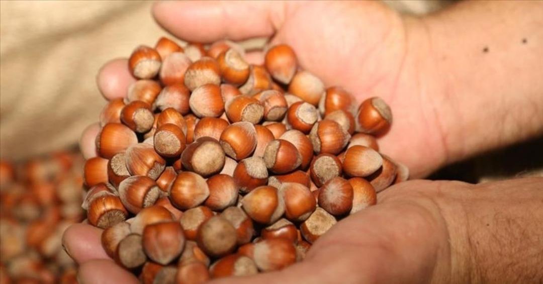 Fındık &uuml;cretleri ne zaman &ouml;denecek? TMO fındık alımına başladı mı?