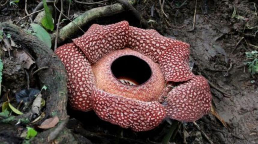 Endonezya'da ceset çiçeği açtı! Çürümüş et gibi kokuyor