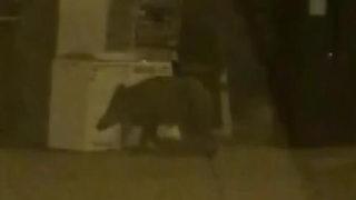 Bursa Mudanya'da şaşırtan görüntü! Aç kalan domuzlar şehre indi