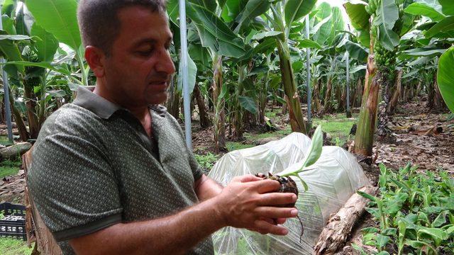 Bölgenin akıllısı sen misin, burada yetişmez dediler, öğretmenliği bıraktı örnek çiftçi oldu