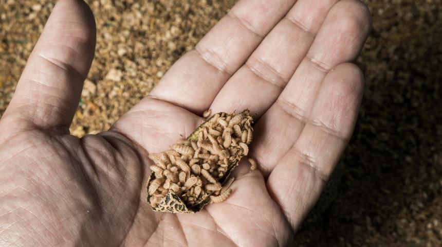 Açık yaralara 'larva' tedavisi! 3 gün boyunca yara içinde kalıyor