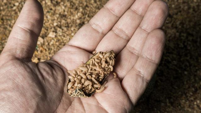 Açık yaralara 'larva' tedavisi! 3 gün boyunca yara içinde kalıyor