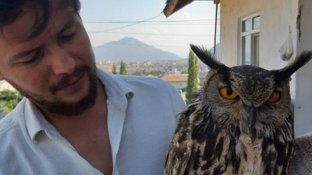 Bitkin halde bulduğu Puhu kuşunu evine getirip etle besledi: Adını Barbara koydum