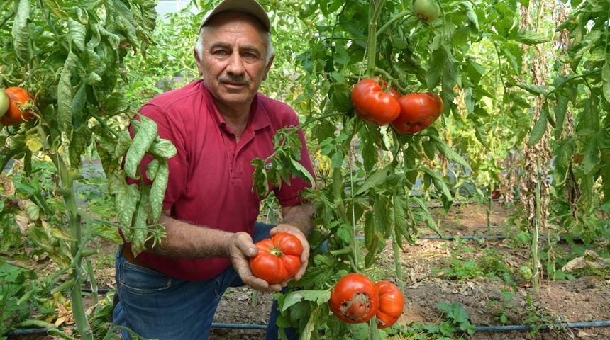 Tanesi bir kilo! Dedelerinden kaldı