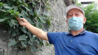 İncir ağacı, istinat duvarını delip meyve verdi: Allah'ın hikmeti