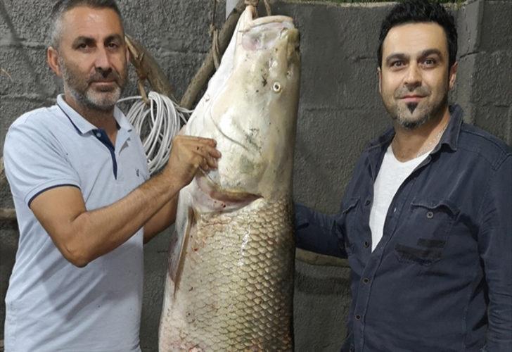 Erzincan Karasu Nehri'nde turna balığı yakalandı! 85 kilogram, 180 santimetre
