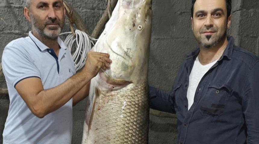 Erzincan Karasu Nehri'nde turna balığı yakalandı! 85 kilogram, 180 santimetre