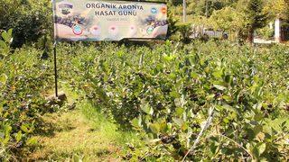 Hasadı başladı! Dalındayken fiyatı 80 lira