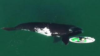 Arjantin'de kano süren kadınla balinanın dansı mest etti