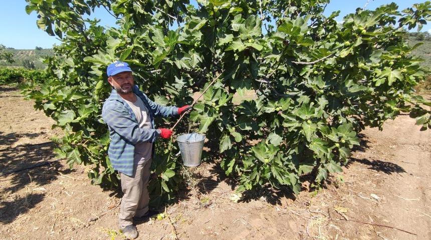 Dünyaca ünlü siyah incirin fiyatı 30 liradan 14 liraya düşünce çiftçi isyan etti