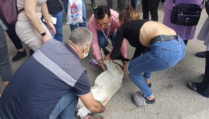 Dolmuşun çarptığı köpek için dakikalarca kalp masajı yaptılar