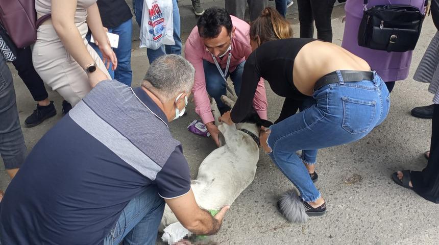 Dolmuşun çarptığı köpek için dakikalarca kalp masajı yaptılar