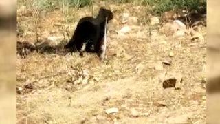 Yılan ile kedi karşı karşıya! Yılan neye uğradığını şaşırdı, o anda kamera kayıttaydı