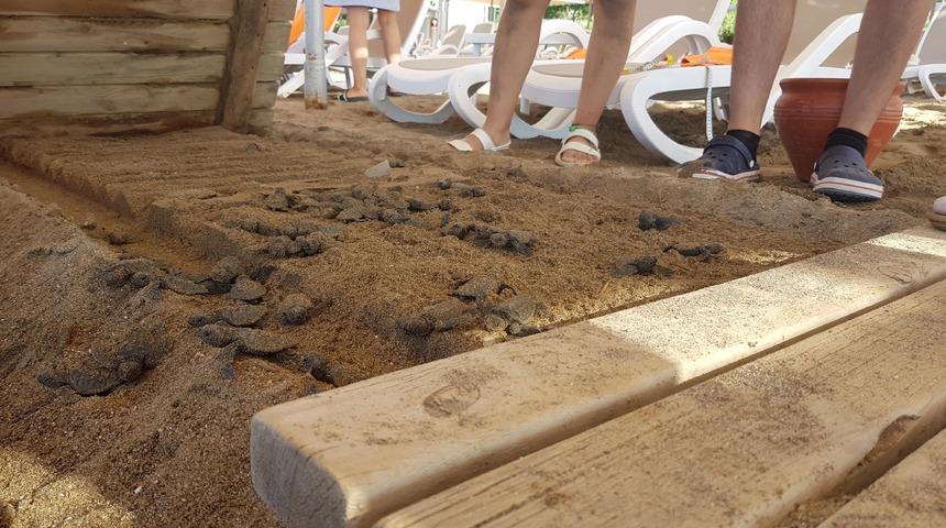 Antalya'da caretta carettaların ölümünde iki otele 482 bin 790 TL ceza