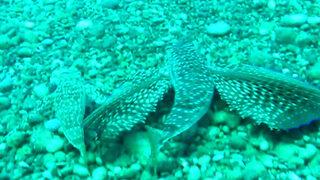 Denizin dibinde şaşırtan anlar! Kırlangıç balığı, dişisini çekim yapan profesörden böyle korudu