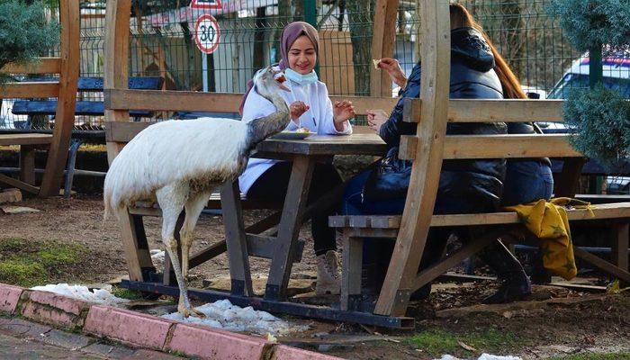 Hırsızlık alışkanlığı sonu oldu! Deve kuşunun midesinden çıkanlar şoke etti