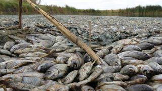 Toplu balık ölümleri nedeniyle 96 bin 525 lira ceza! Bu bir katliam, başka adı yok