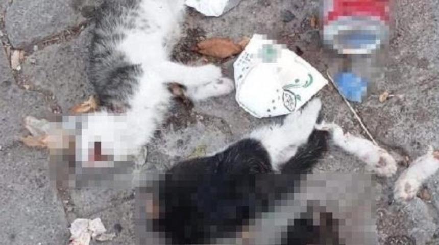 Vahşet! Giresun’da iki kedi yavrusu canice öldürüldü