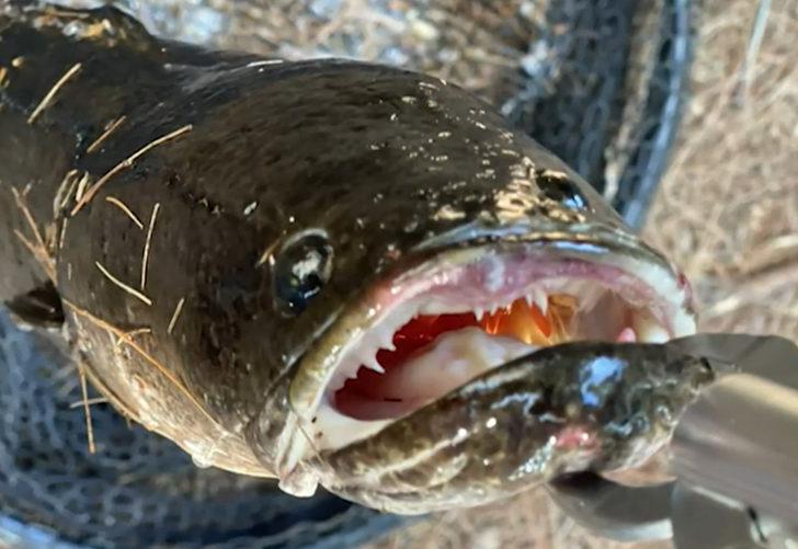 ABD'li balıkçının oltasına takılan balık özelliğiyle dehşete düşürdü: Hemen öldürün