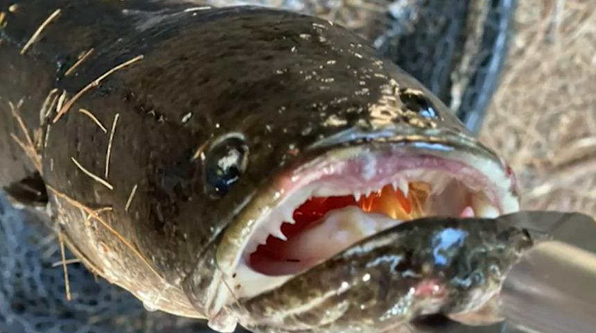ABD'li balıkçının oltasına takılan balık özelliğiyle dehşete düşürdü: Hemen öldürün