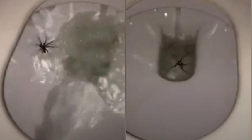 Yer: Avustralya! Hayatının şokunu yaşadı, sifonu çekmesi bile işe yaramadı