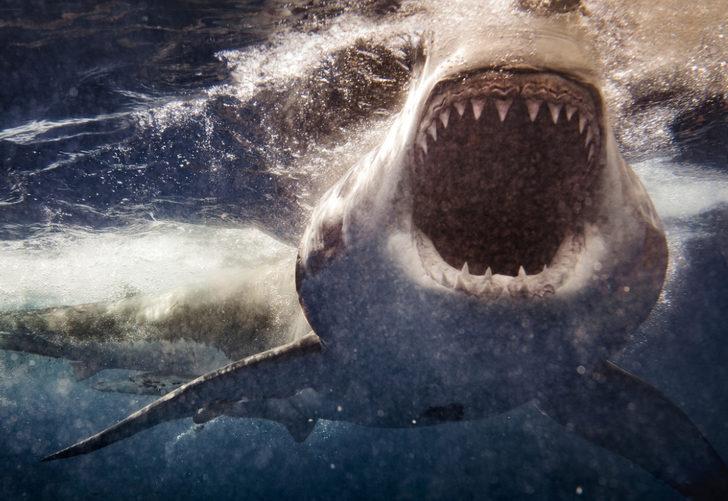 Korkunç! Avustralya’da köpek balığının saldırısına uğrayan sörfçü öldü