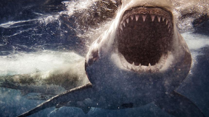 Korkunç! Avustralya’da köpek balığının saldırısına uğrayan sörfçü öldü