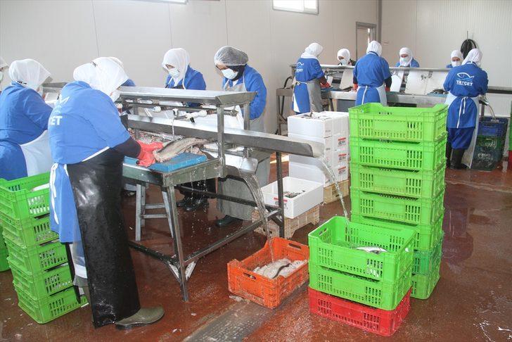 Konya'daki su ürünleri işleme tesisinden 5 ülkeye deniz ürünü ihracatı G1