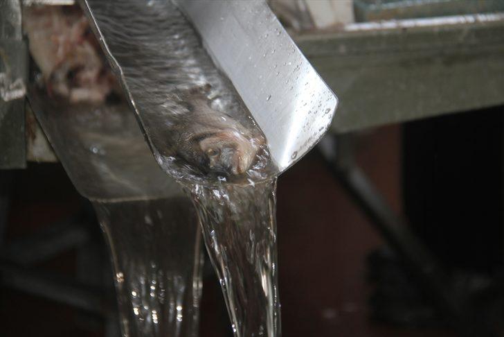 Konya'daki su ürünleri işleme tesisinden 5 ülkeye deniz ürünü ihracatı G2