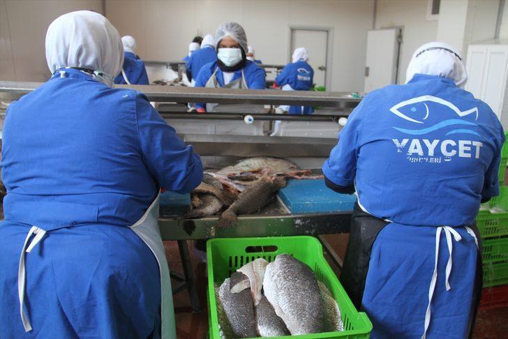 Konya'daki su ürünleri işleme tesisinden 5 ülkeye deniz ürünü ihracatı G3